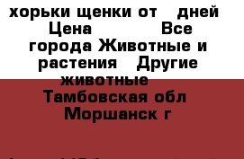 хорьки щенки от 35дней › Цена ­ 4 000 - Все города Животные и растения » Другие животные   . Тамбовская обл.,Моршанск г.